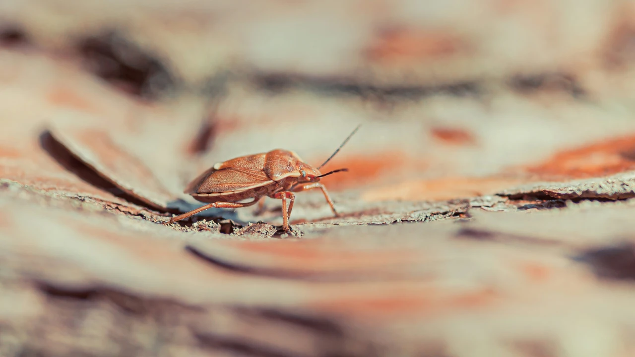 Vuoi evitare il ritorno delle blatte? Prova questa soluzione d’acqua e ammoniaca Vuoi evitare il ritorno delle blatte? Prova questa soluzione d’acqua e ammoniaca