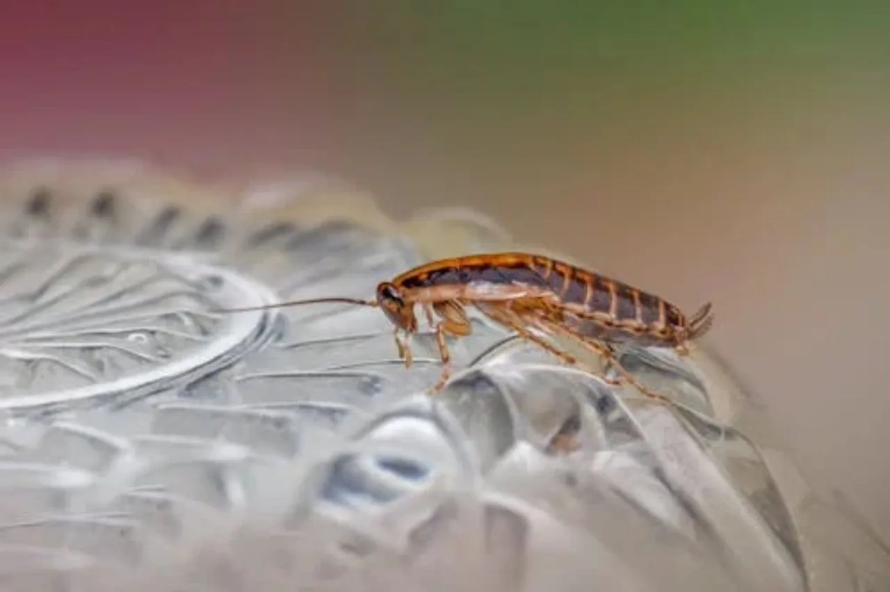Vuoi evitare il ritorno delle blatte? Prova questa soluzione d’acqua e ammoniaca Vuoi evitare il ritorno delle blatte? Prova questa soluzione d’acqua e ammoniaca