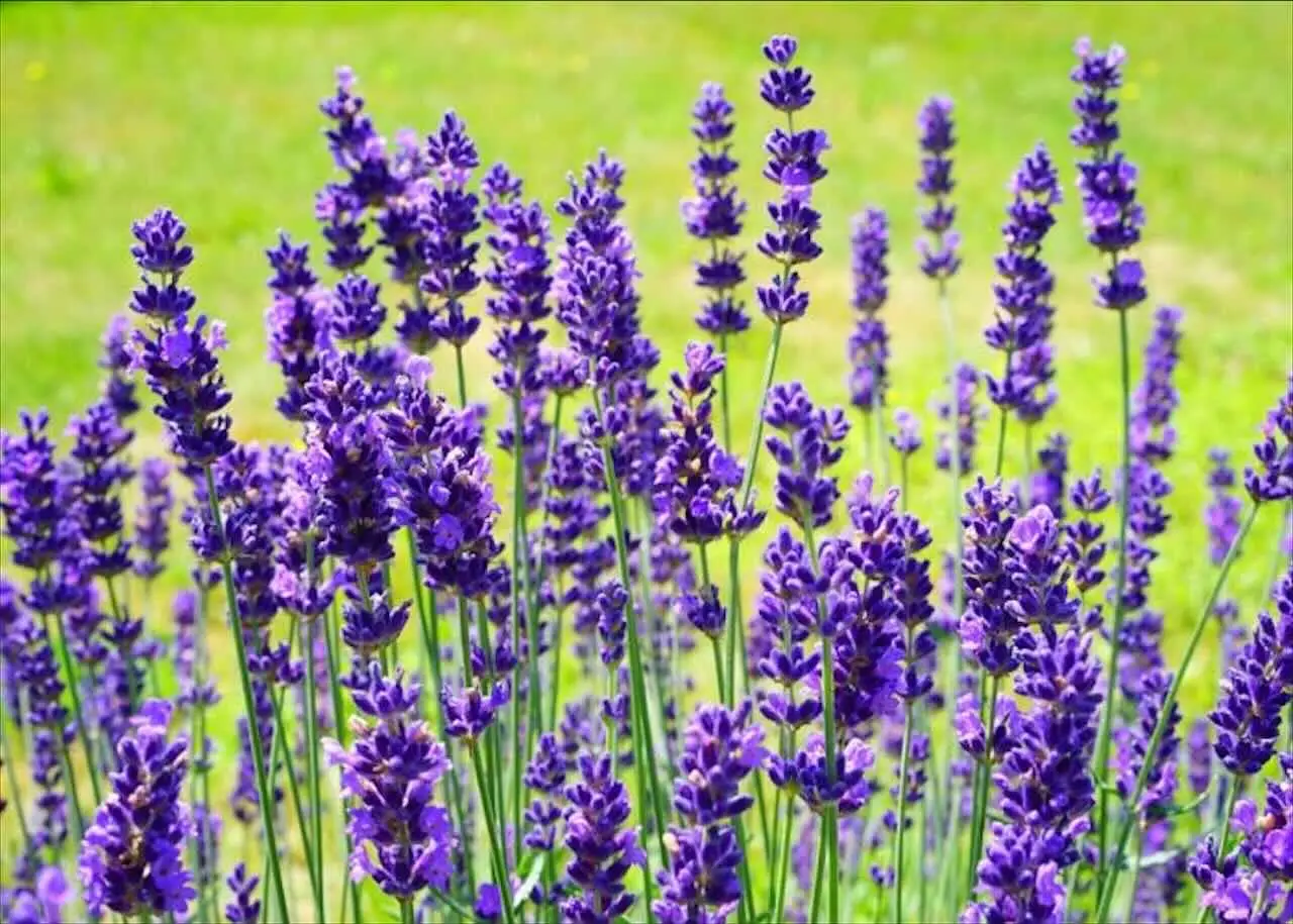 In pochi minuti con la lavanda essiccata puoi sconfiggere i moscerini nei sanitari In pochi minuti con la lavanda essiccata puoi sconfiggere i moscerini nei sanitari
