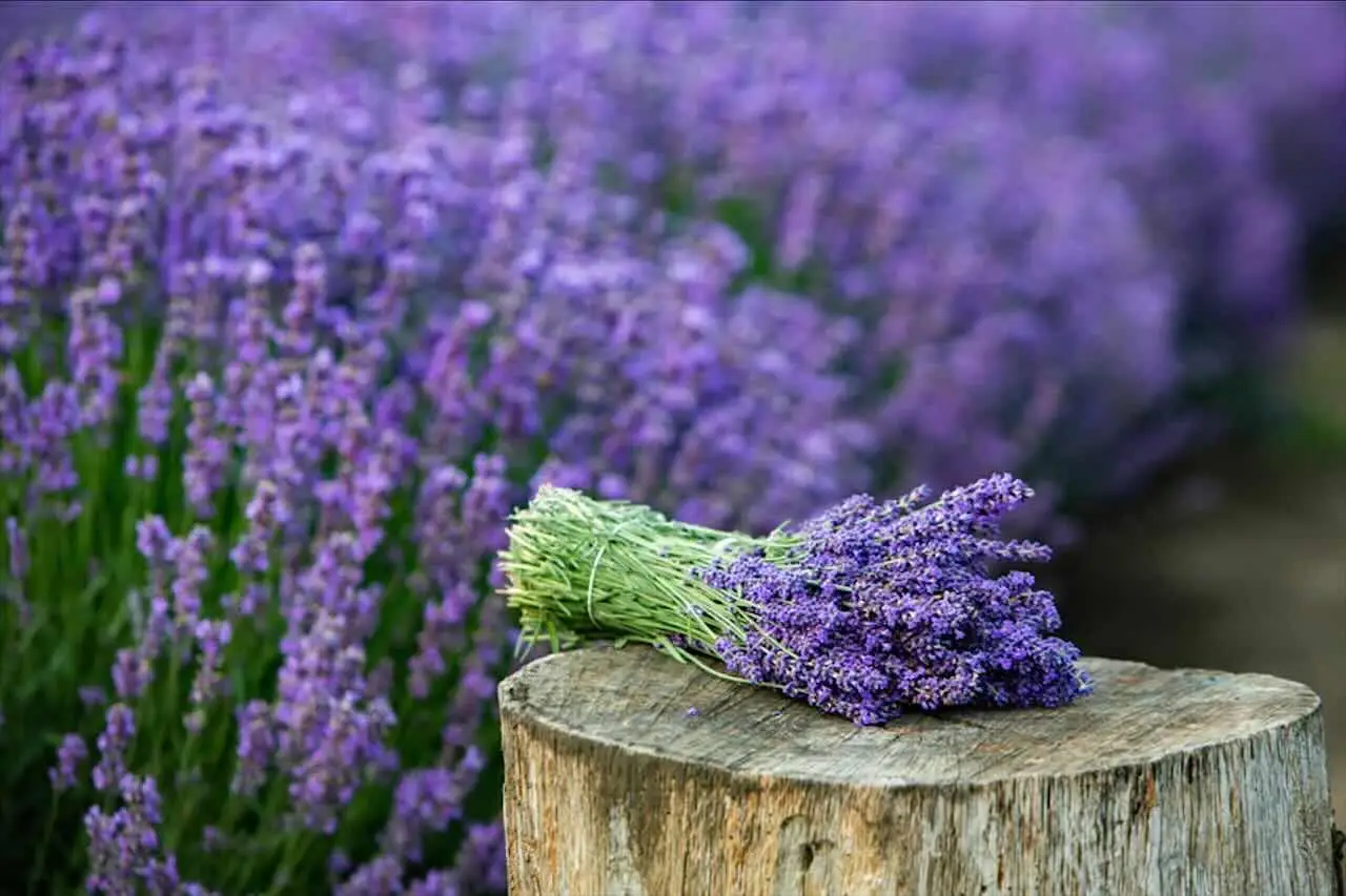 In pochi minuti con la lavanda essiccata puoi sconfiggere i moscerini nei sanitari In pochi minuti con la lavanda essiccata puoi sconfiggere i moscerini nei sanitari