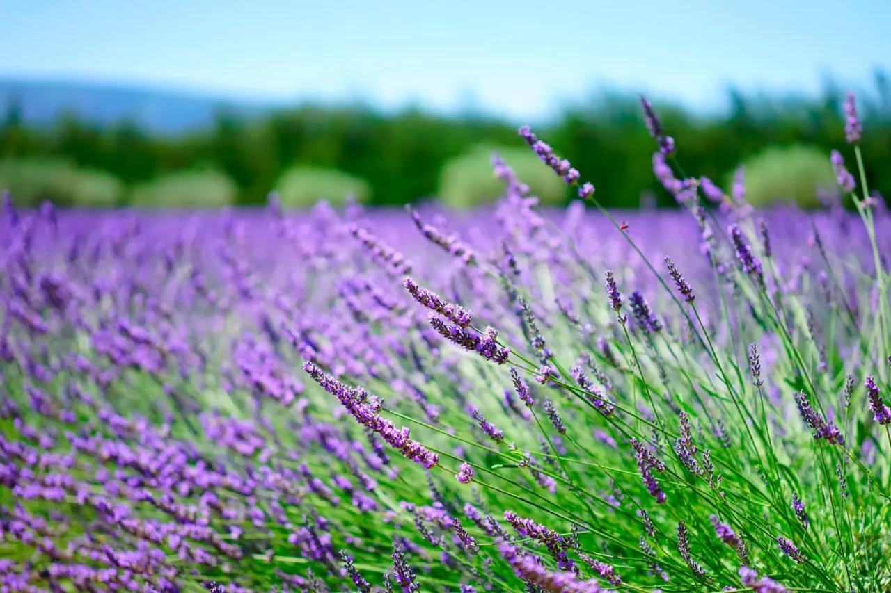In pochi minuti con la lavanda essiccata puoi sconfiggere i moscerini nei sanitari In pochi minuti con la lavanda essiccata puoi sconfiggere i moscerini nei sanitari