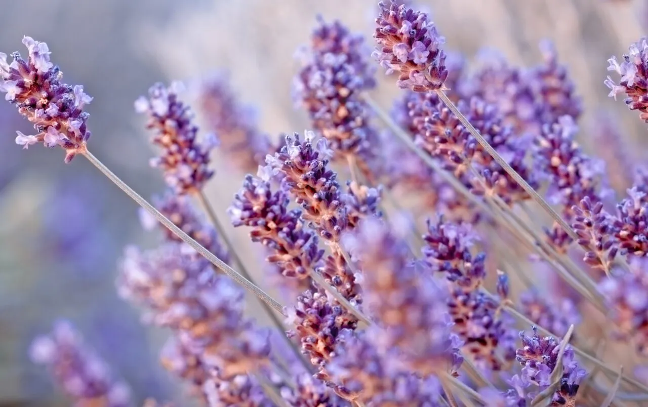 In pochi minuti con la lavanda essiccata puoi sconfiggere i moscerini nei sanitari In pochi minuti con la lavanda essiccata puoi sconfiggere i moscerini nei sanitari