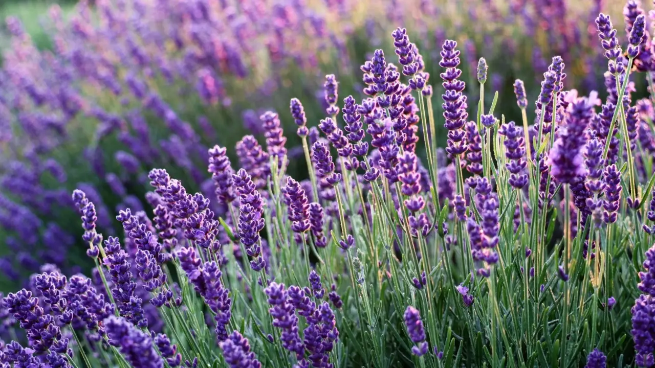 In pochi minuti con la lavanda essiccata puoi sconfiggere i moscerini nei sanitari In pochi minuti con la lavanda essiccata puoi sconfiggere i moscerini nei sanitari