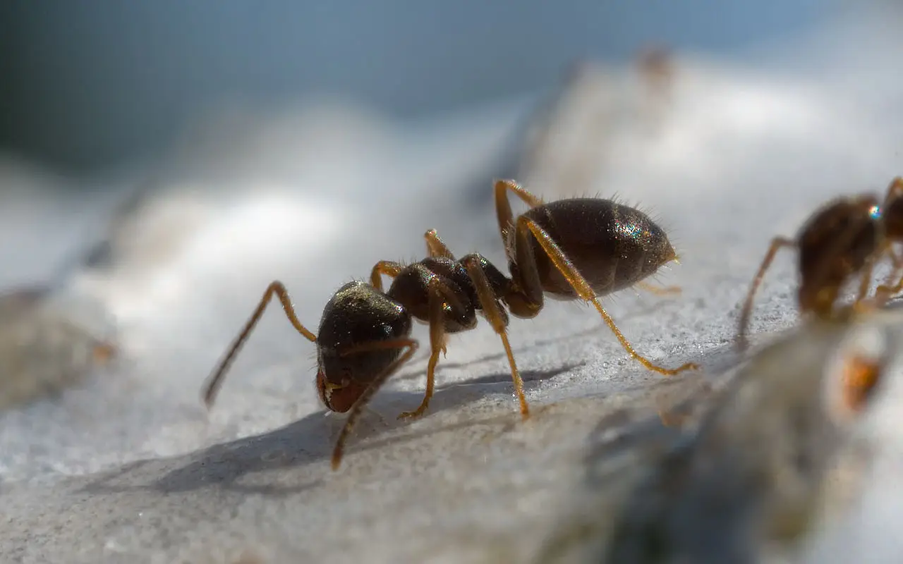 Risolvi il problema delle formiche con un banale batuffolo d’ovatta imbevuto di alcool Risolvi il problema delle formiche con un banale batuffolo d’ovatta imbevuto di alcool