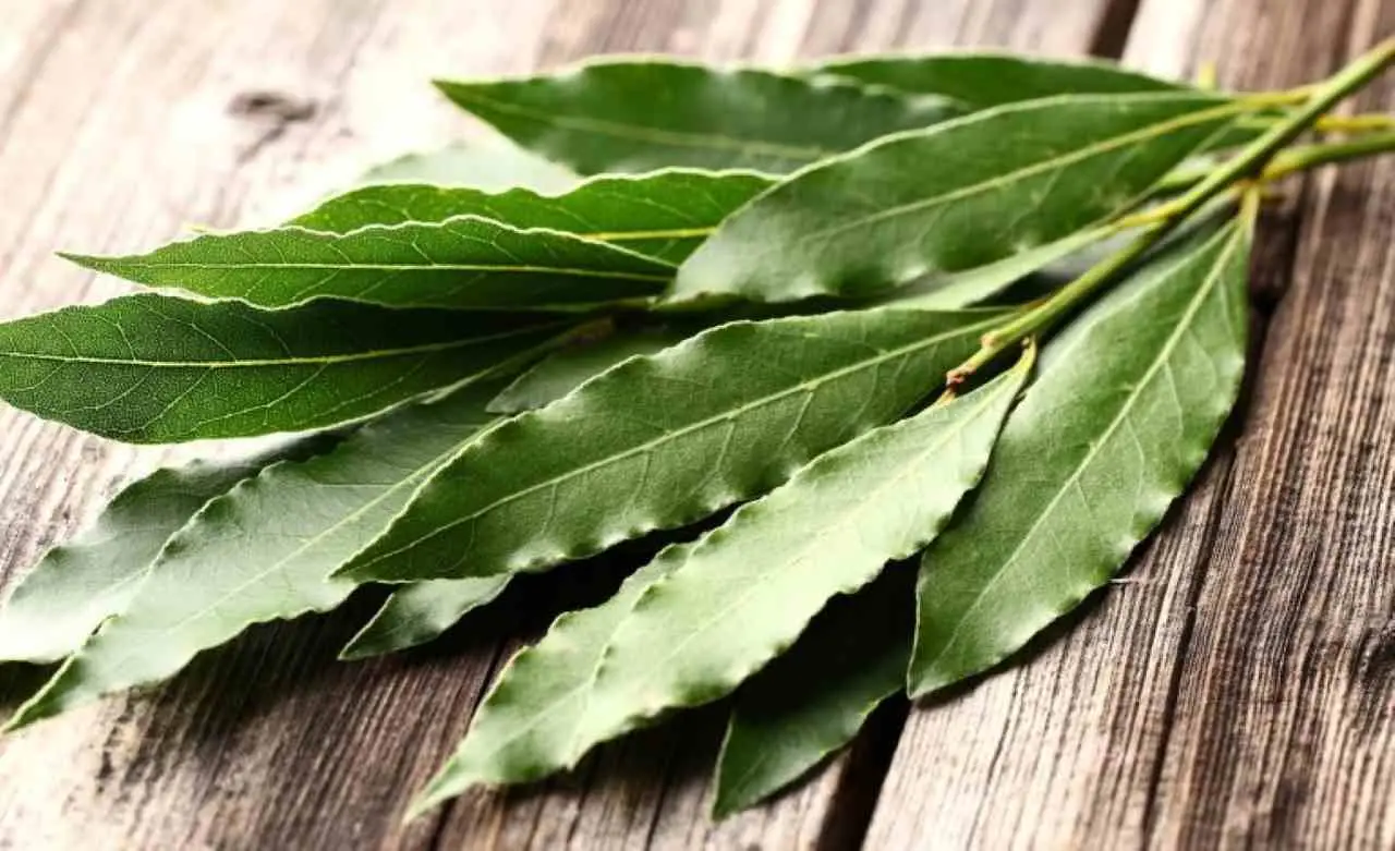 La minaccia degli insetti è reale: usa l’alloro essiccato e riprendi il controllo La minaccia degli insetti è reale: usa l’alloro essiccato e riprendi il controllo