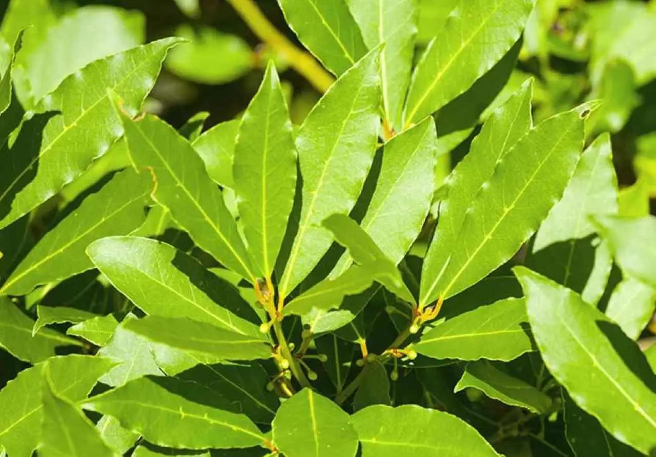La minaccia degli insetti è reale: usa l’alloro essiccato e riprendi il controllo La minaccia degli insetti è reale: usa l’alloro essiccato e riprendi il controllo