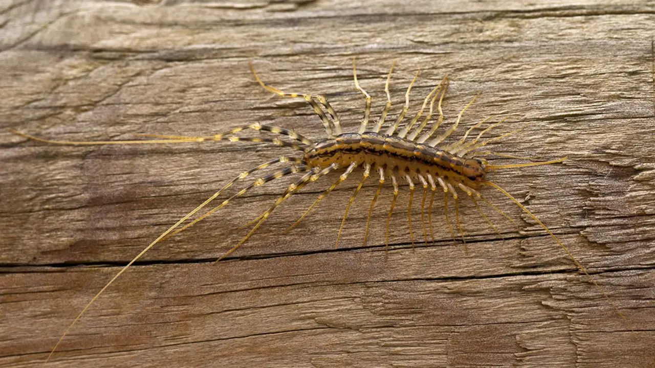 Non servono esperti per liberarsi dai millepiedi: basta un pizzico di borotalco