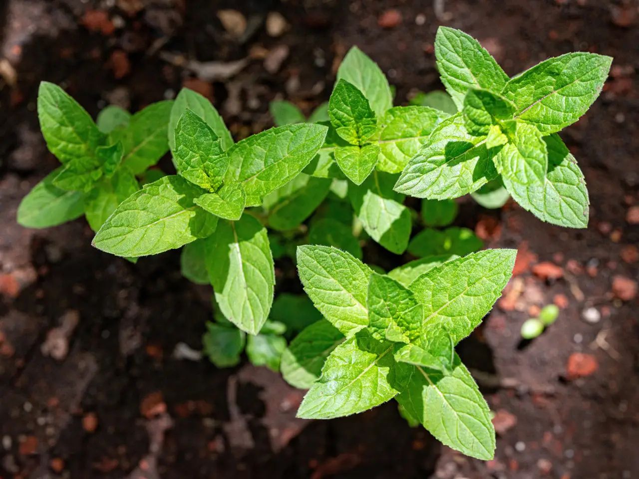 Stupisci tutti con la tecnica della menta piperita: bagno sempre protetto e fresco Stupisci tutti con la tecnica della menta piperita: bagno sempre protetto e fresco