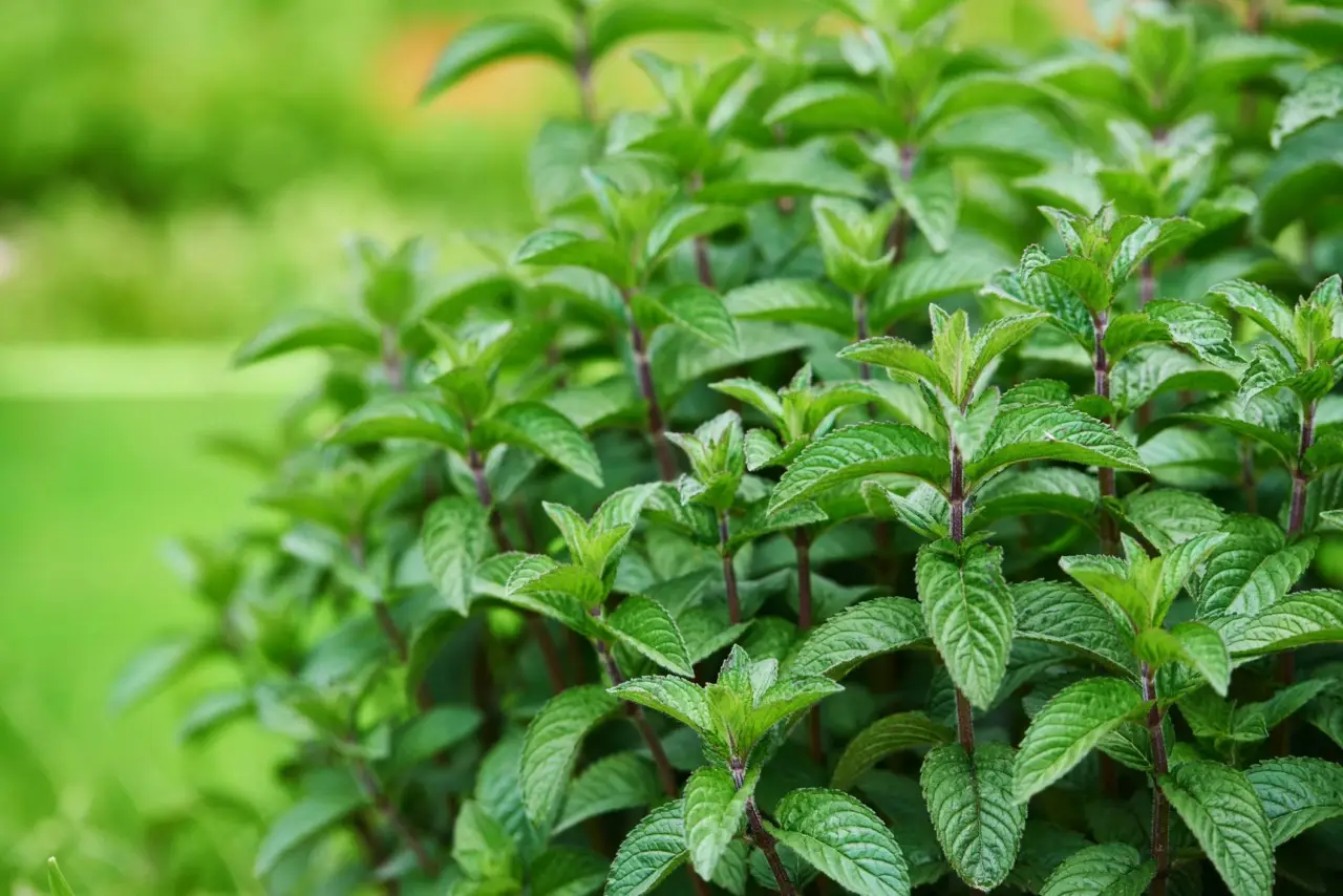 Stupisci tutti con la tecnica della menta piperita: bagno sempre protetto e fresco Stupisci tutti con la tecnica della menta piperita: bagno sempre protetto e fresco