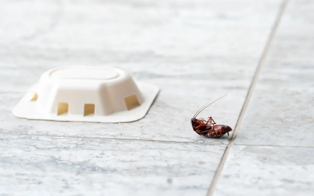 Senza trappole costose: elimina le blatte in bagno in 5 passi con oggetti già in casa Senza trappole costose: elimina le blatte in bagno in 5 passi con oggetti già in casa