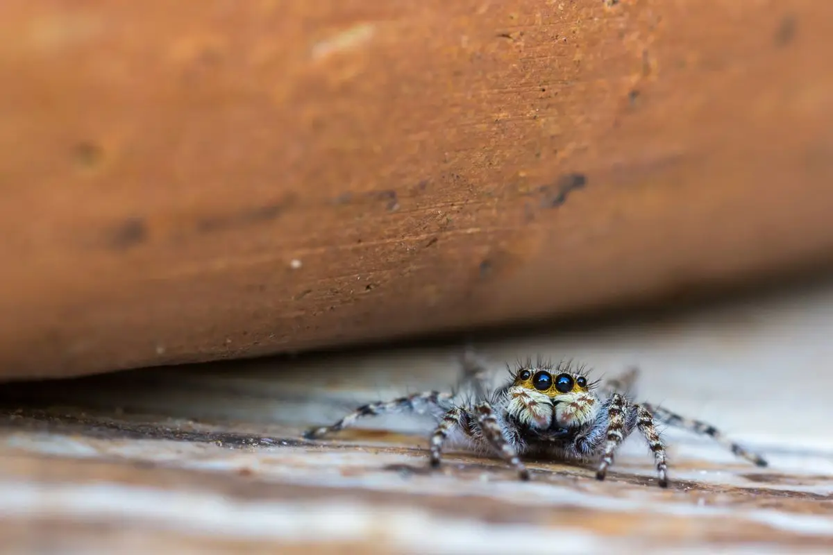 Sai come evitare che i ragni entrino in casa usando ingredienti comuni e sicuri?