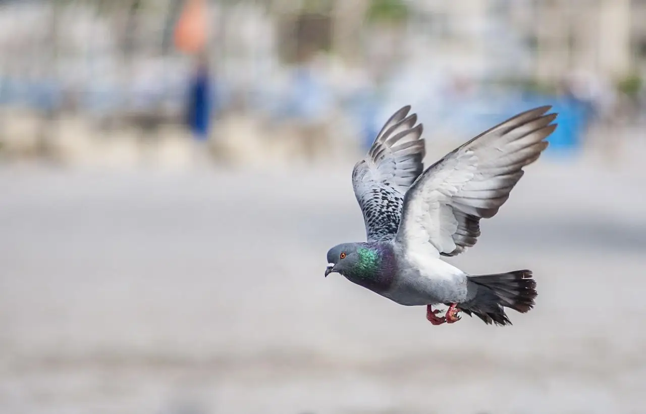 Difendi la tua auto dagli uccelli con una strategia semplice e a costo zero Difendi la tua auto dagli uccelli con una strategia semplice e a costo zero