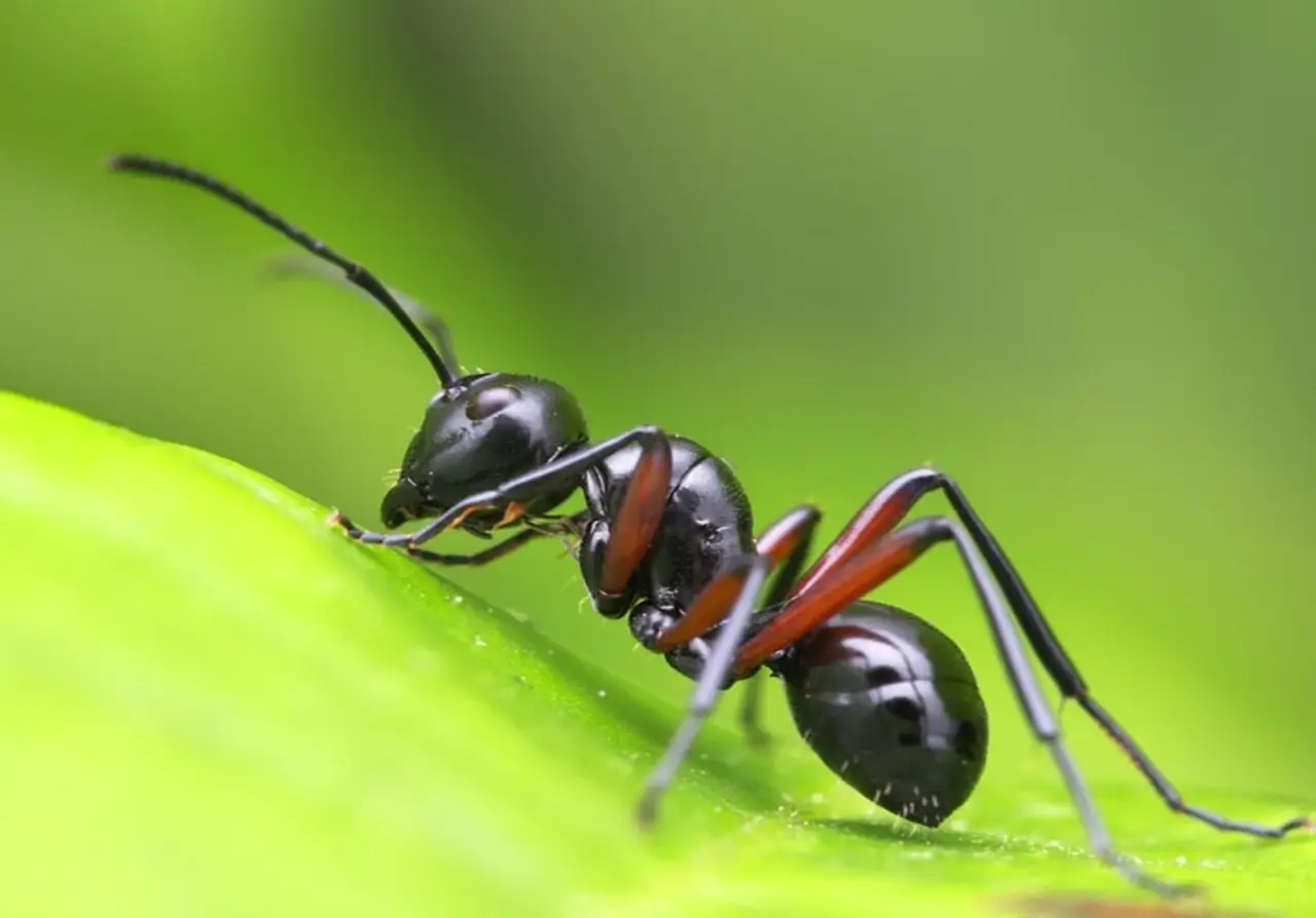 Hai trovato formiche in casa? 3 metodi facili e veloci con ingredienti che hai già Hai trovato formiche in casa? 3 metodi facili e veloci con ingredienti che hai già