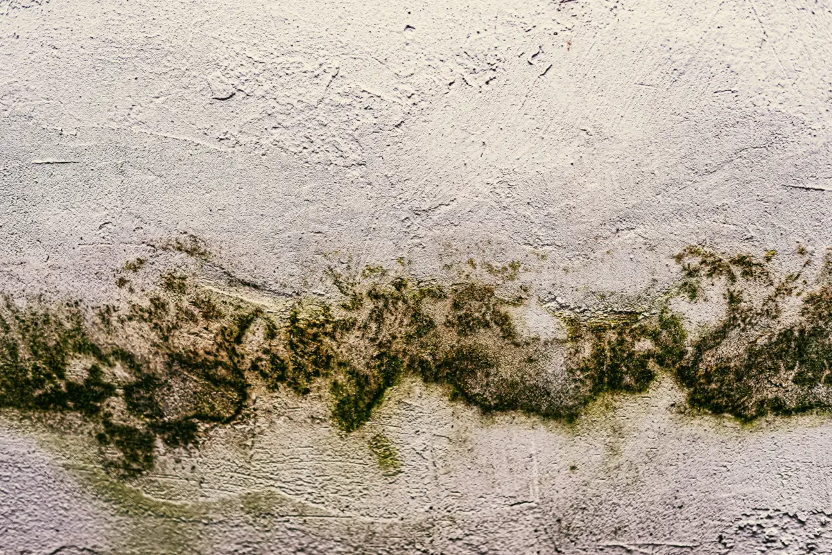 Hai trovato tracce di muffa nelle fughe? Rimuovile ora con semplice acqua ossigenata Hai trovato tracce di muffa nelle fughe? Rimuovile ora con semplice acqua ossigenata