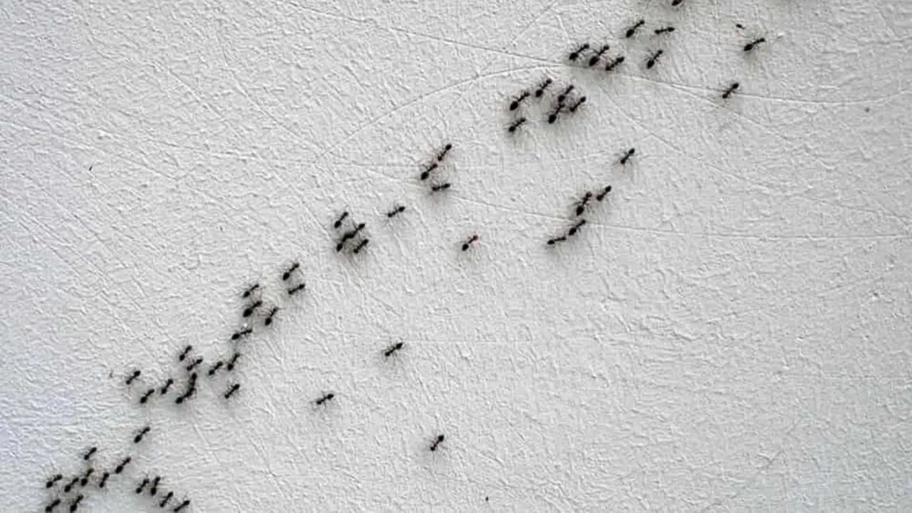 Hai trovato insetti in cucina? Ecco il trucco rapido e sicuro senza spendere nulla Hai trovato insetti in cucina? Ecco il trucco rapido e sicuro senza spendere nulla