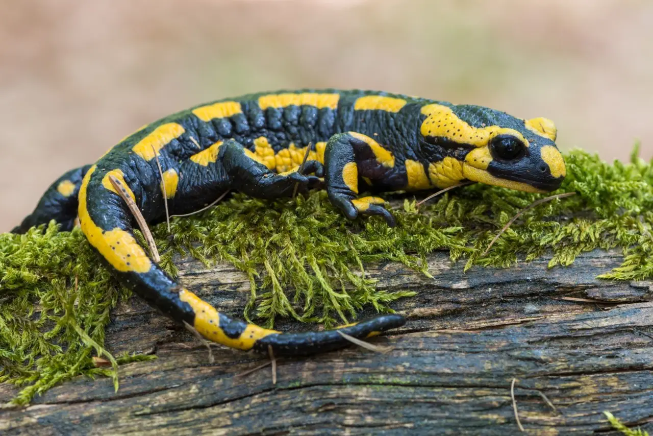 Gechi sul terrazzo? Con questo rimedio smettono di avvicinarsi Gechi sul terrazzo? Con questo rimedio smettono di avvicinarsi