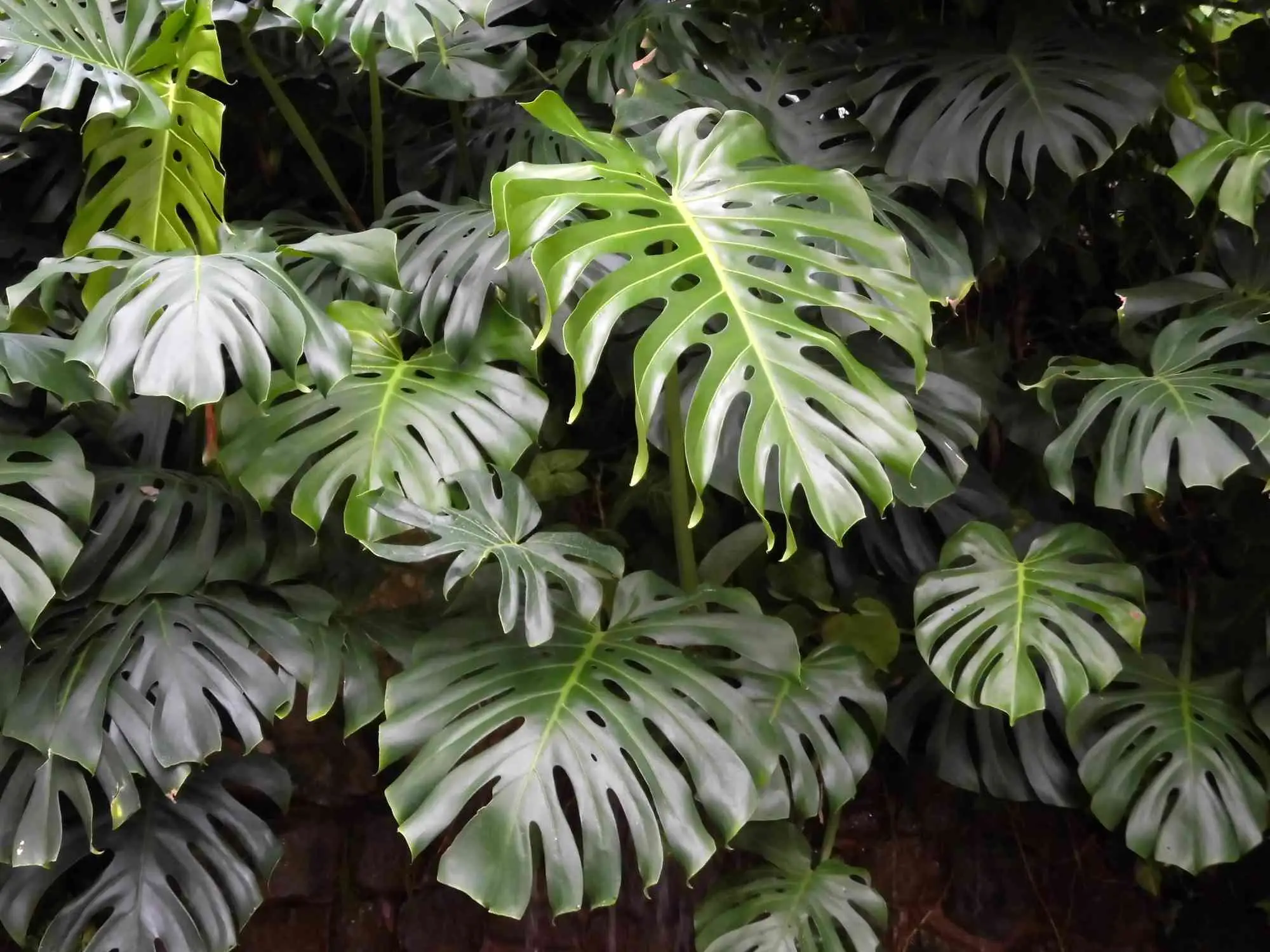 Perché alcune piante rare sono così costose? Scopri curiosità e prezzi dei filodendri più ricercati Perché alcune piante rare sono così costose? Scopri curiosità e prezzi dei filodendri più ricercati