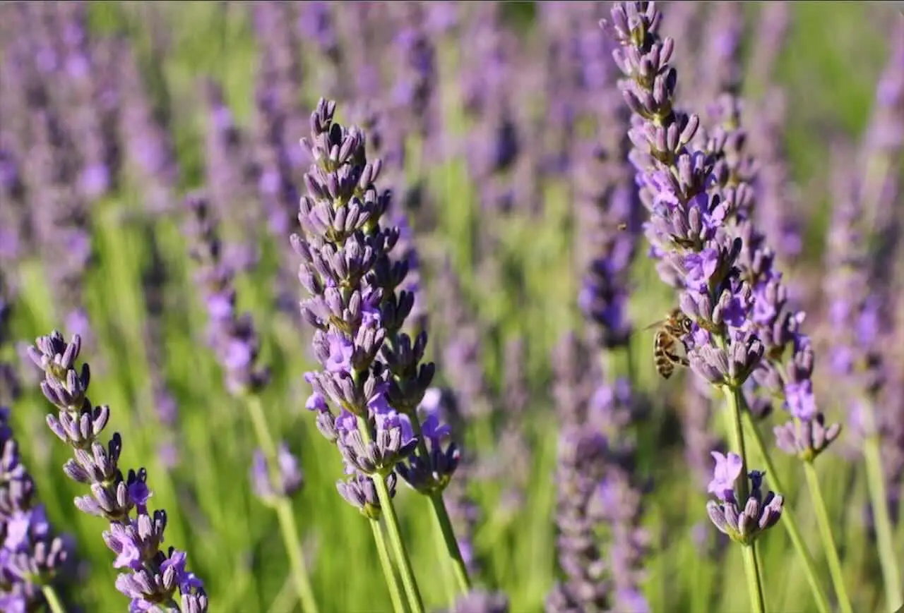 Lavanda in casa e in giardino: quali animali tiene lontani davvero e perché funziona? Lavanda in casa e in giardino: quali animali tiene lontani davvero e perché funziona?