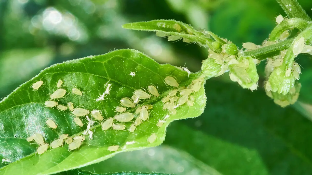 Cocciniglia sulle piante: come riconoscerla e sconfiggerla in modo naturale ed efficace Cocciniglia sulle piante: come riconoscerla e sconfiggerla in modo naturale ed efficace