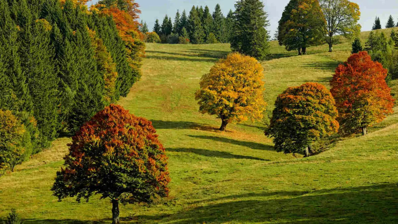 Scopri gli alberi con chioma folta: quali scegliere per creare zone d’ombra e migliorare il verde urbano Scopri gli alberi con chioma folta: quali scegliere per creare zone d’ombra e migliorare il verde urbano