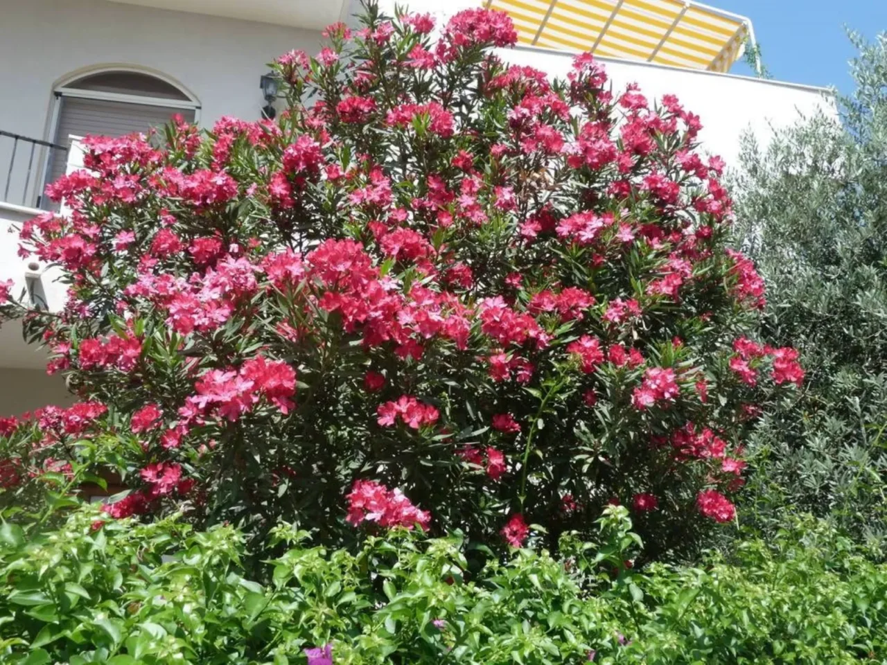 Come le piante si mantengono forti e in piedi: scopri i tessuti di sostegno e il loro ruolo nella natura Come le piante si mantengono forti e in piedi: scopri i tessuti di sostegno e il loro ruolo nella natura