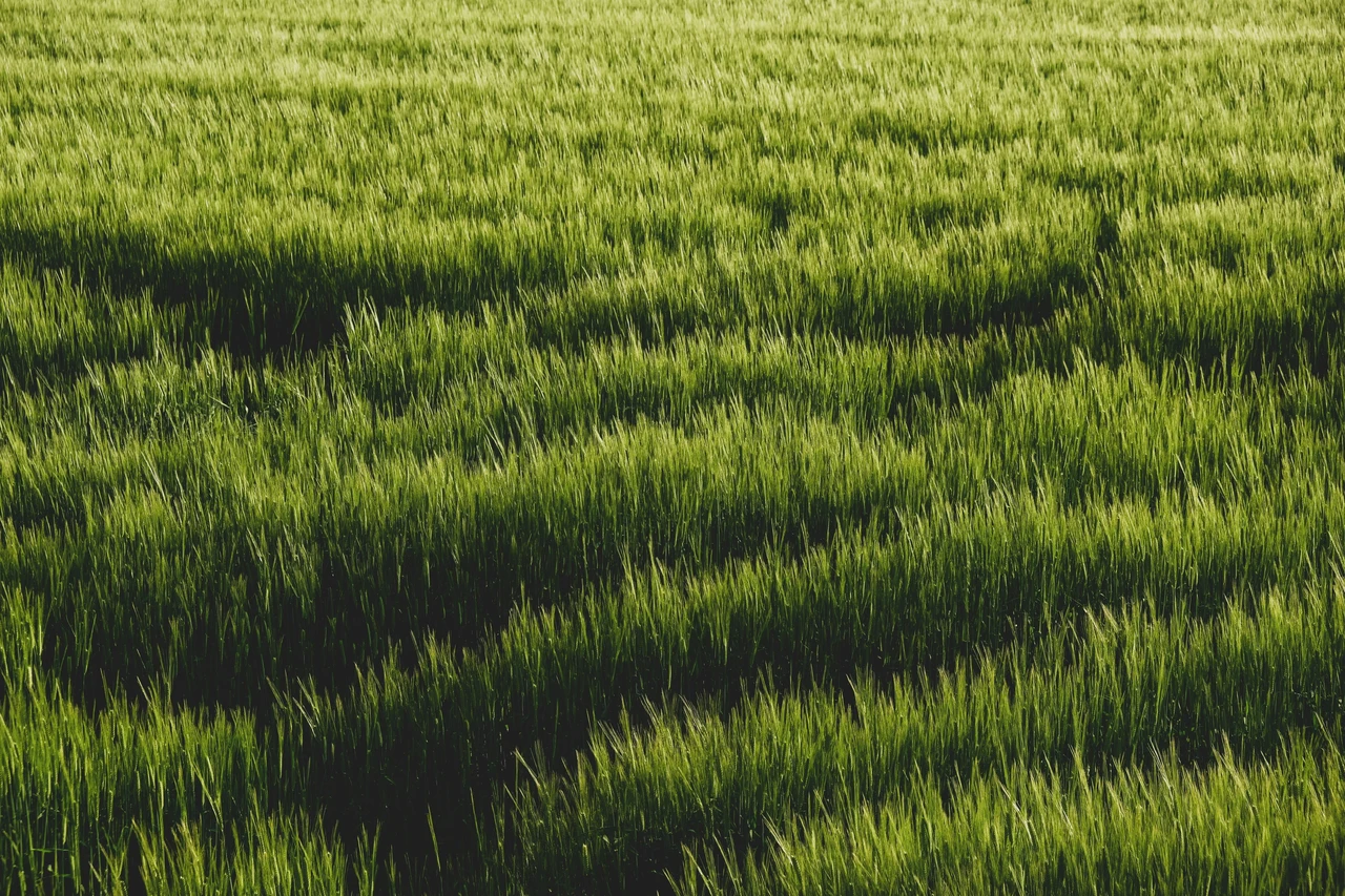 Feltro nel prato: cos’è, perché si forma e come può influire sulla salute del tuo giardino? Feltro nel prato: cos’è, perché si forma e come può influire sulla salute del tuo giardino?