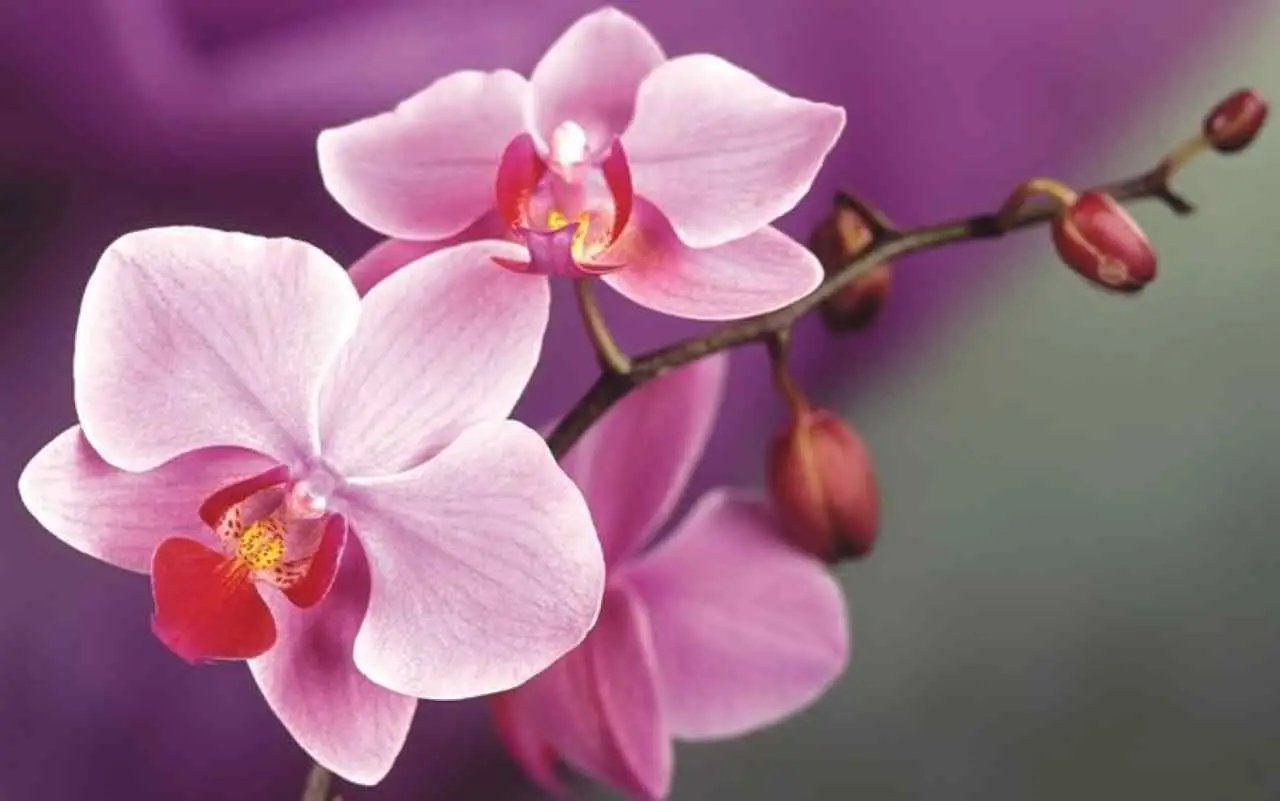Orchidee e temperature basse: cosa fare se la tua pianta ha sofferto il freddo e come aiutarla a riprendersi