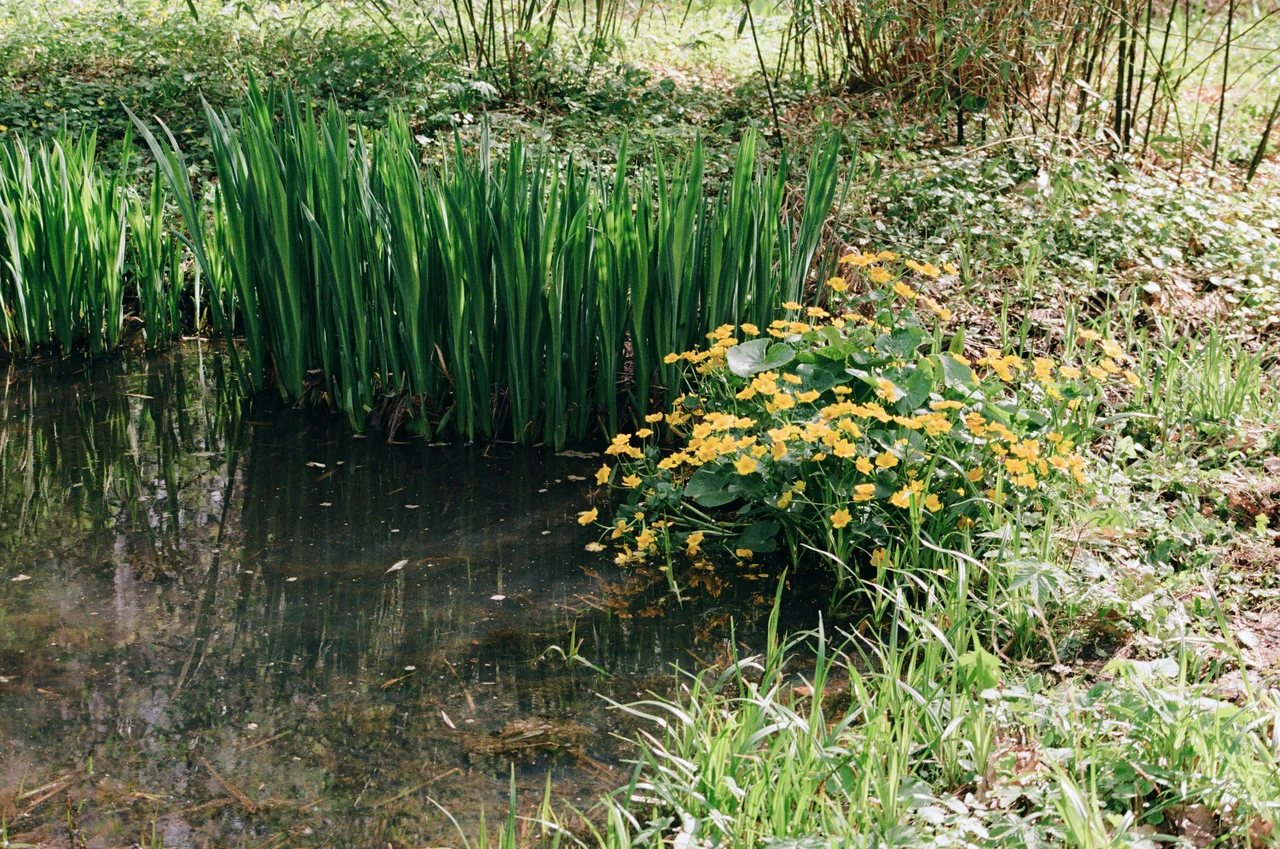 Le piante che svelano la presenza di acqua: come riconoscerle e perché possono essere utili a tutti Le piante che svelano la presenza di acqua: come riconoscerle e perché possono essere utili a tutti