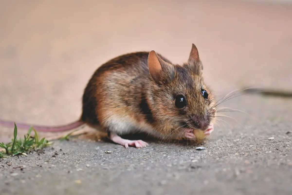 Non usare mai questo prodotto contro i topi: ecco perché li attira invece di allontanarli Non usare mai questo prodotto contro i topi: ecco perché li attira invece di allontanarli