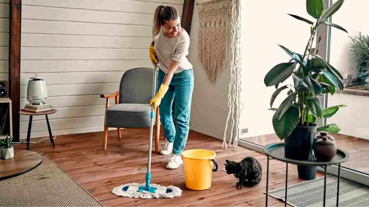 Come eliminare l’odore di pipì di gatto in casa: il metodo naturale che funziona davvero Come eliminare l’odore di pipì di gatto in casa: il metodo naturale che funziona davvero