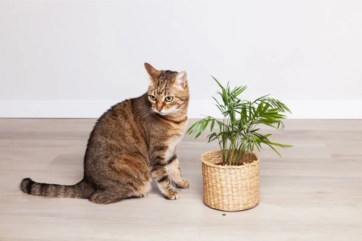 Come eliminare l’odore di pipì di gatto in casa: il metodo naturale che funziona davvero Come eliminare l’odore di pipì di gatto in casa: il metodo naturale che funziona davvero