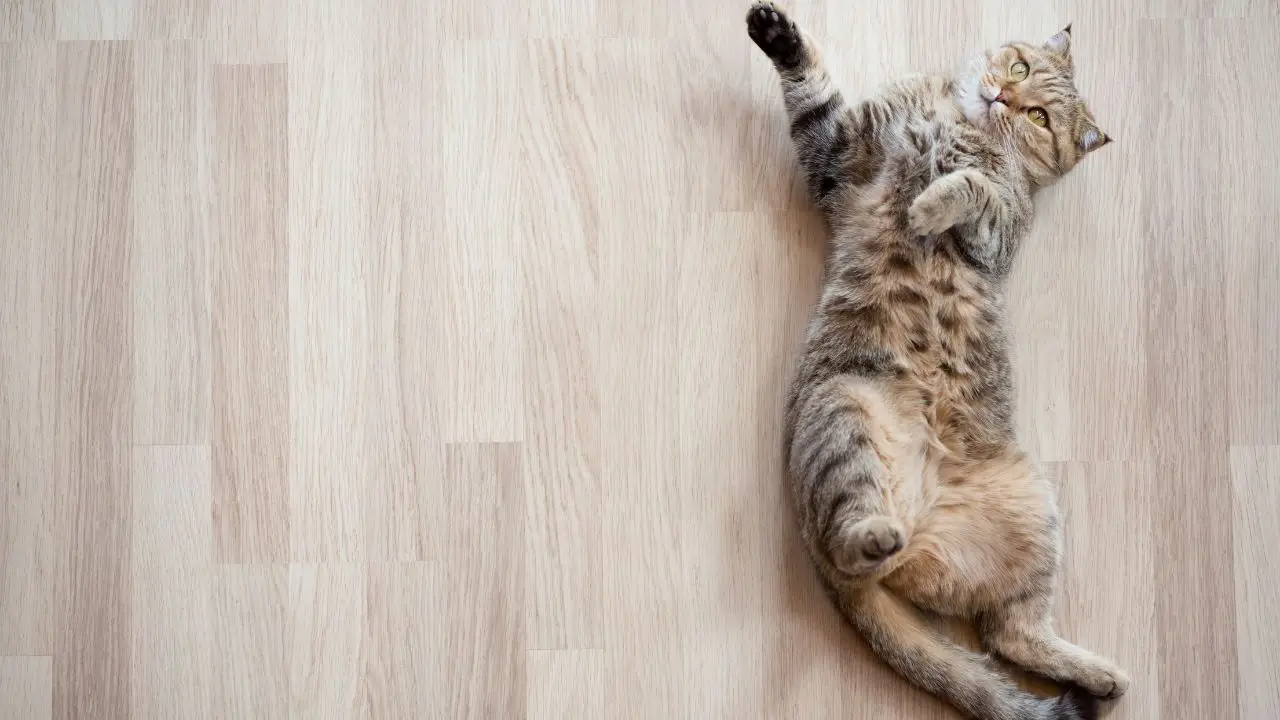 Come eliminare l’odore di pipì di gatto in casa: il metodo naturale che funziona davvero Come eliminare l’odore di pipì di gatto in casa: il metodo naturale che funziona davvero