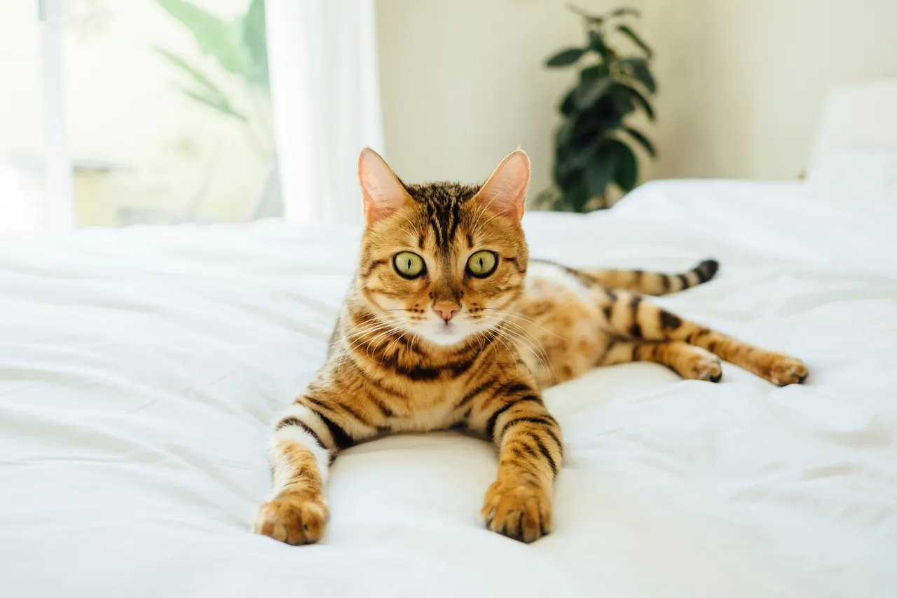 Come eliminare l’odore di pipì di gatto in casa: il metodo naturale che funziona davvero Come eliminare l’odore di pipì di gatto in casa: il metodo naturale che funziona davvero