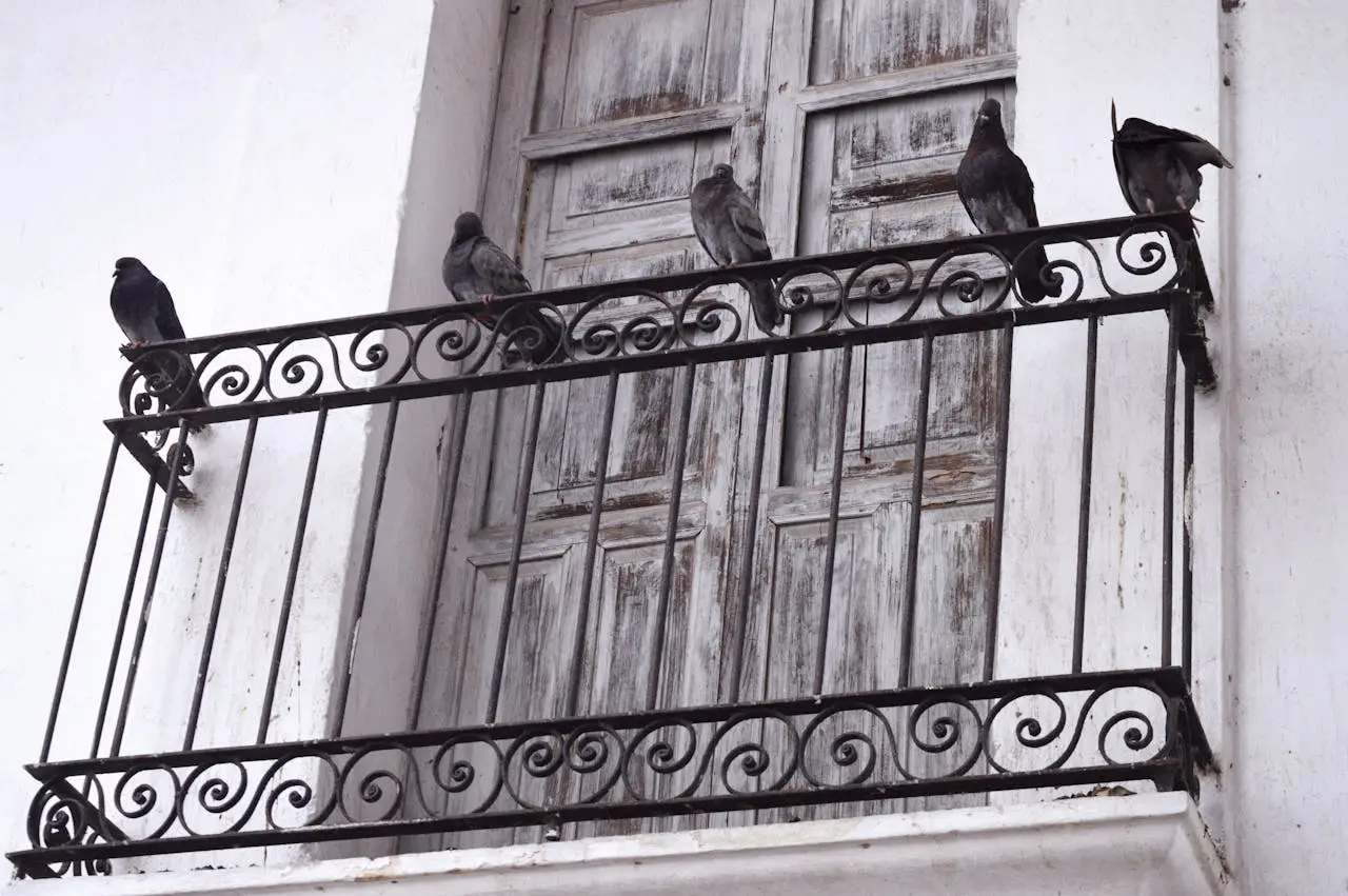 Come tenere lontani i piccioni dal balcone: il trucco usato anche nei centri storici Come tenere lontani i piccioni dal balcone: il trucco usato anche nei centri storici