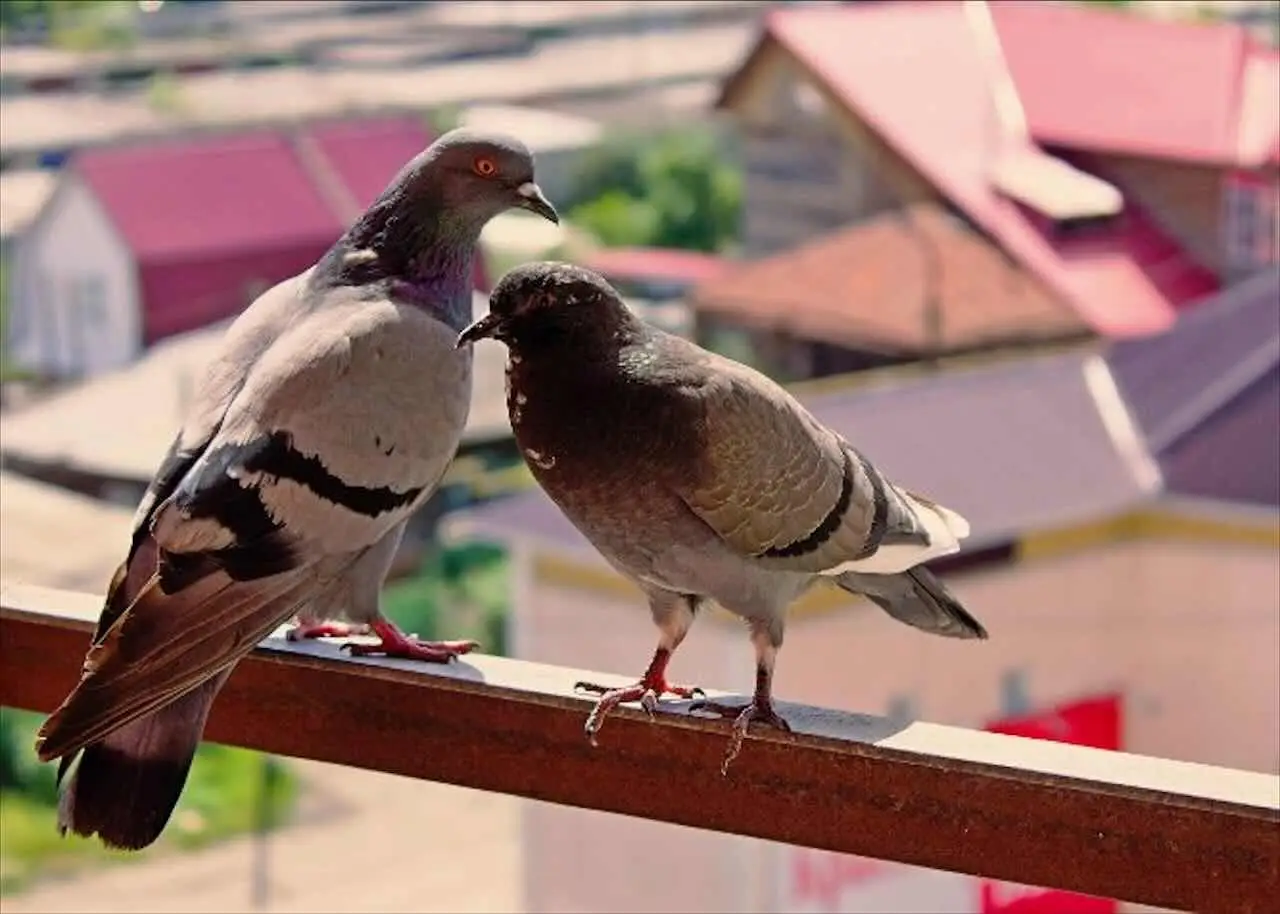 Come tenere lontani i piccioni dal balcone: il trucco usato anche nei centri storici Come tenere lontani i piccioni dal balcone: il trucco usato anche nei centri storici
