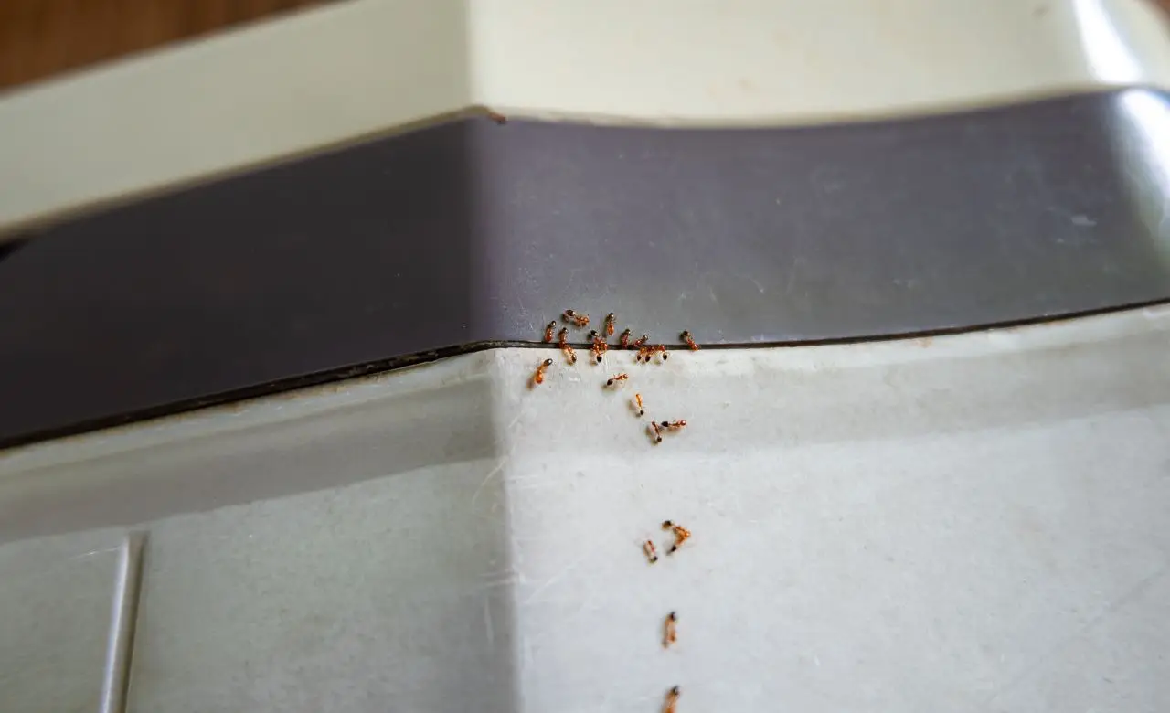 Nuova invasione di formiche rosse: ecco dove stanno arrivando e cosa fare subito Nuova invasione di formiche rosse: ecco dove stanno arrivando e cosa fare subito