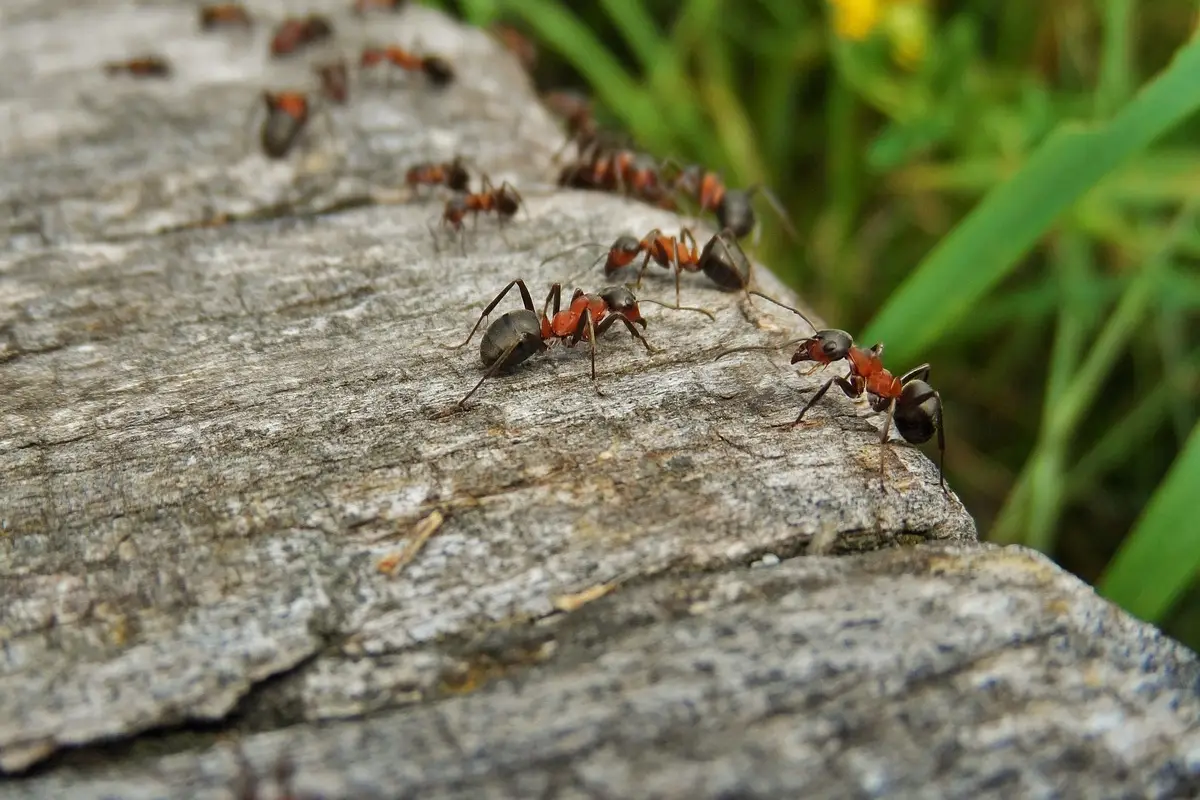 Nuova invasione di formiche rosse: ecco dove stanno arrivando e cosa fare subito Nuova invasione di formiche rosse: ecco dove stanno arrivando e cosa fare subito