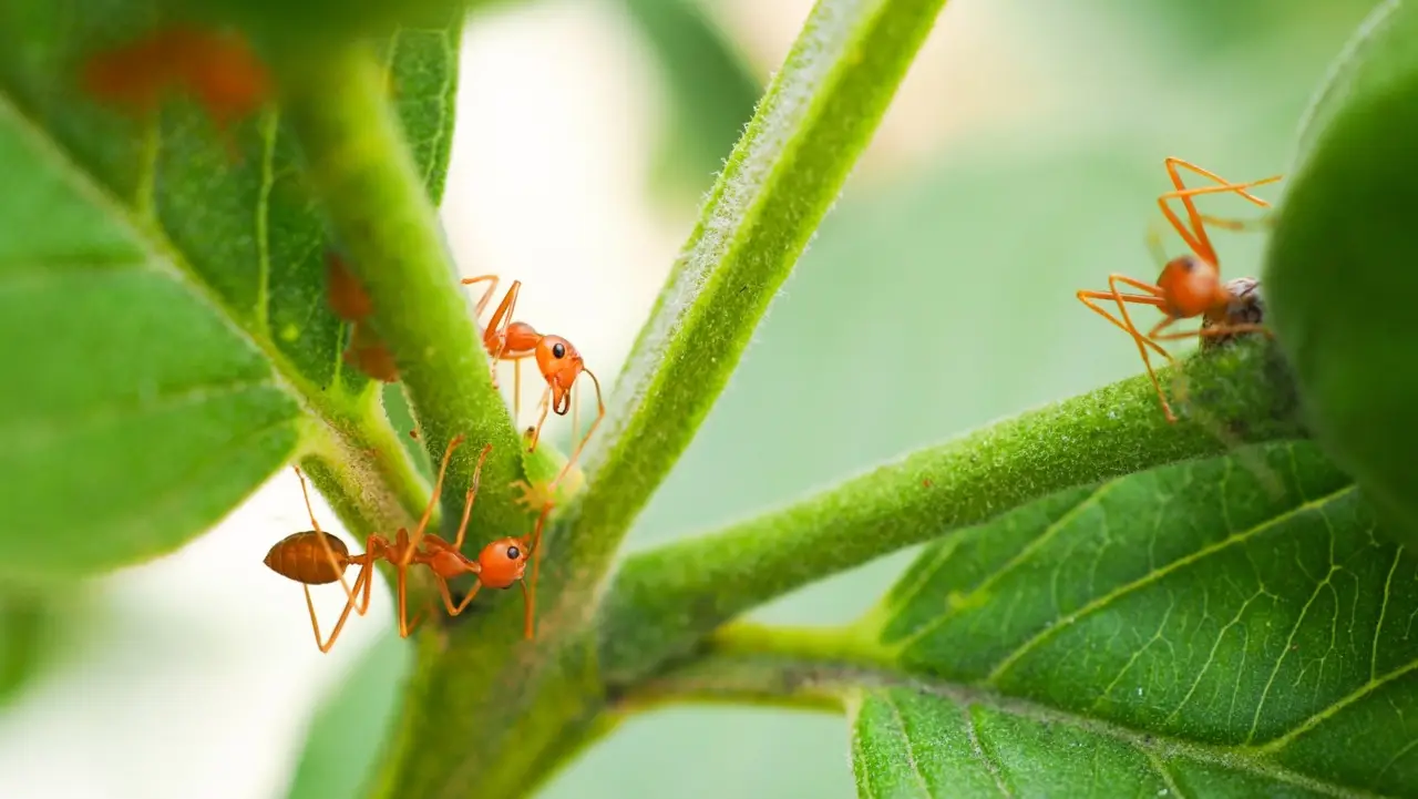 Nuova invasione di formiche rosse: ecco dove stanno arrivando e cosa fare subito Nuova invasione di formiche rosse: ecco dove stanno arrivando e cosa fare subito