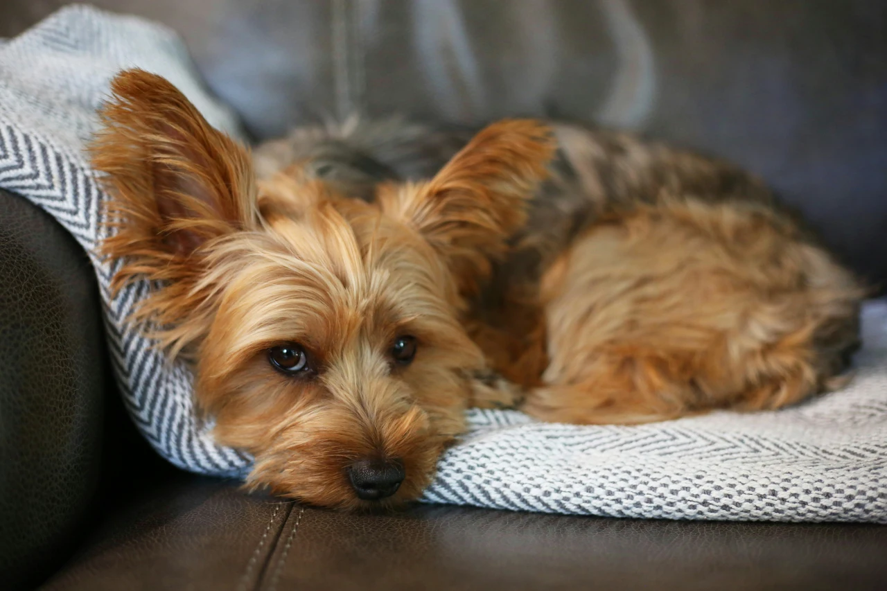 Come eliminare l’odore di cane bagnato in casa: il trucco usato nei toelettatori Come eliminare l’odore di cane bagnato in casa: il trucco usato nei toelettatori