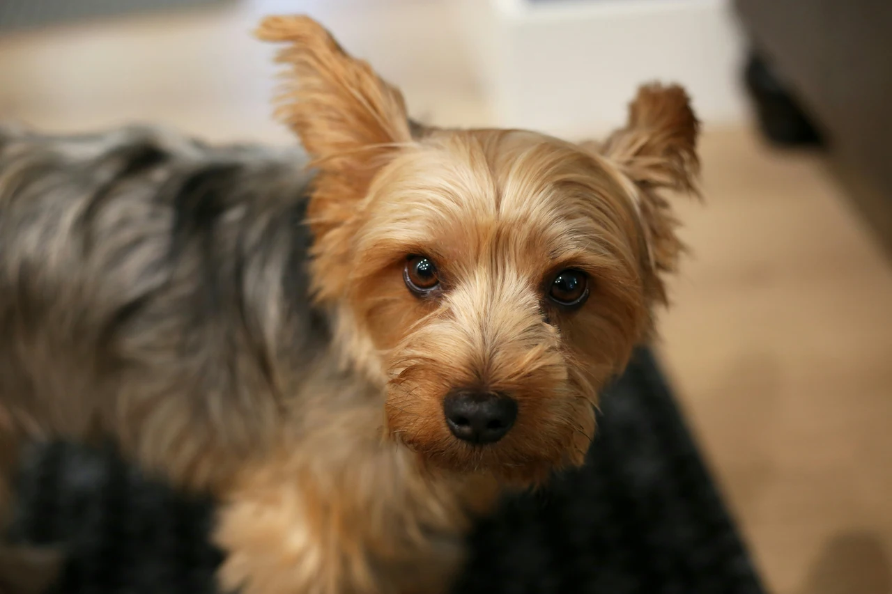 Come eliminare l’odore di cane bagnato in casa: il trucco usato nei toelettatori Come eliminare l’odore di cane bagnato in casa: il trucco usato nei toelettatori