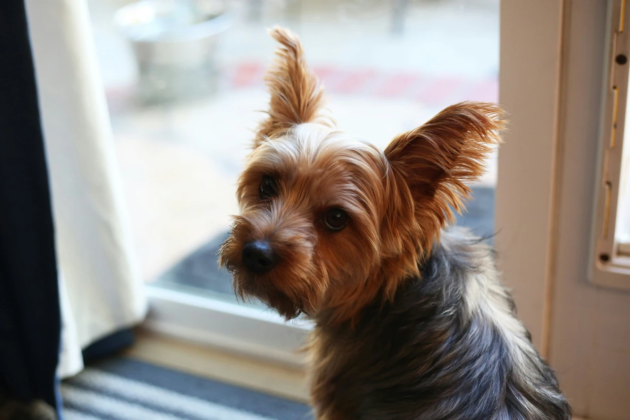 Come eliminare l’odore di cane bagnato in casa: il trucco usato nei toelettatori Come eliminare l’odore di cane bagnato in casa: il trucco usato nei toelettatori