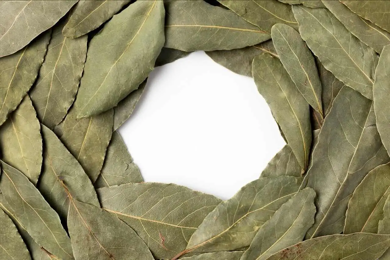 Non mettere mai l’alloro in questo punto della casa: porta sfortuna e insetti Non mettere mai l’alloro in questo punto della casa: porta sfortuna e insetti