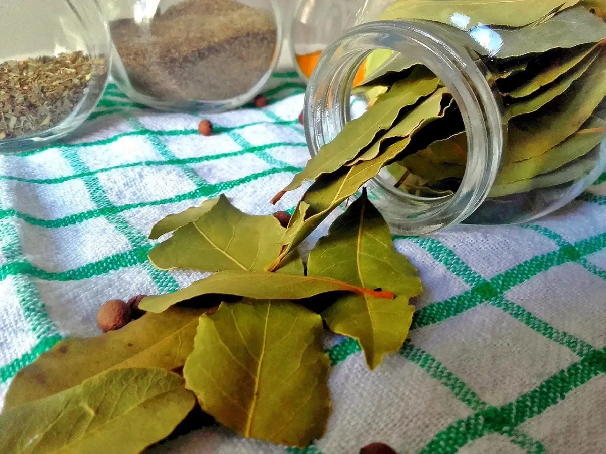 Non mettere mai l’alloro in questo punto della casa: porta sfortuna e insetti Non mettere mai l’alloro in questo punto della casa: porta sfortuna e insetti