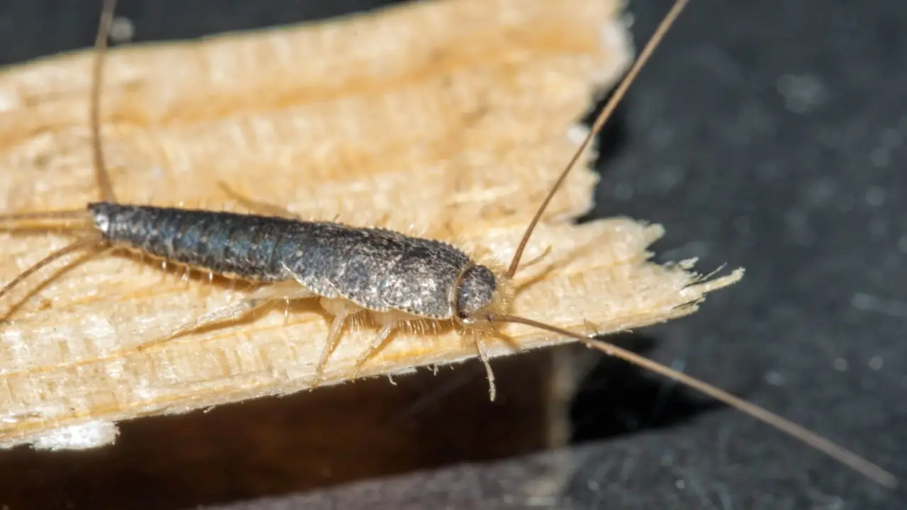 Attenzione ai pesciolini d’argento in casa: se li vedi significa questo Attenzione ai pesciolini d’argento in casa: se li vedi significa questo