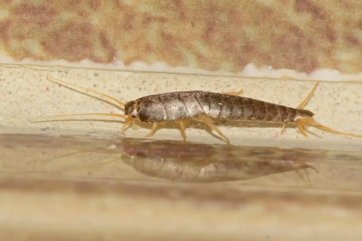 Attenzione ai pesciolini d’argento in casa: se li vedi significa questo Attenzione ai pesciolini d’argento in casa: se li vedi significa questo