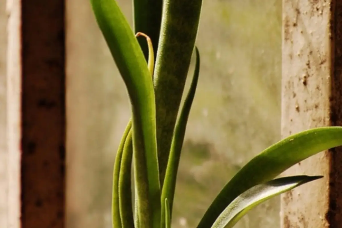 Il posto peggiore dove mettere la sansevieria: ecco perché non cresce Il posto peggiore dove mettere la sansevieria: ecco perché non cresce