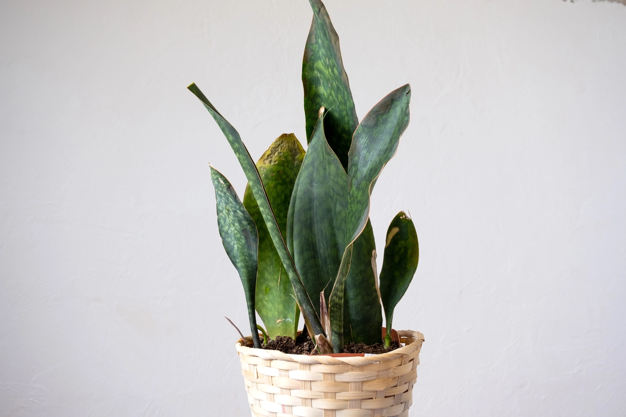 Il posto peggiore dove mettere la sansevieria: ecco perché non cresce Il posto peggiore dove mettere la sansevieria: ecco perché non cresce