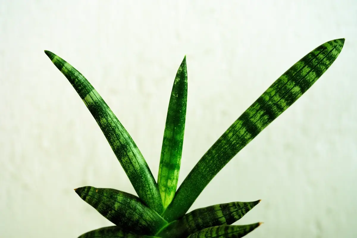 Il posto peggiore dove mettere la sansevieria: ecco perché non cresce Il posto peggiore dove mettere la sansevieria: ecco perché non cresce
