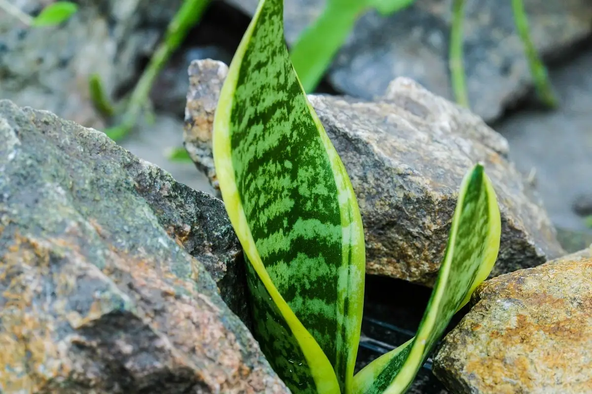 Il posto peggiore dove mettere la sansevieria: ecco perché non cresce Il posto peggiore dove mettere la sansevieria: ecco perché non cresce