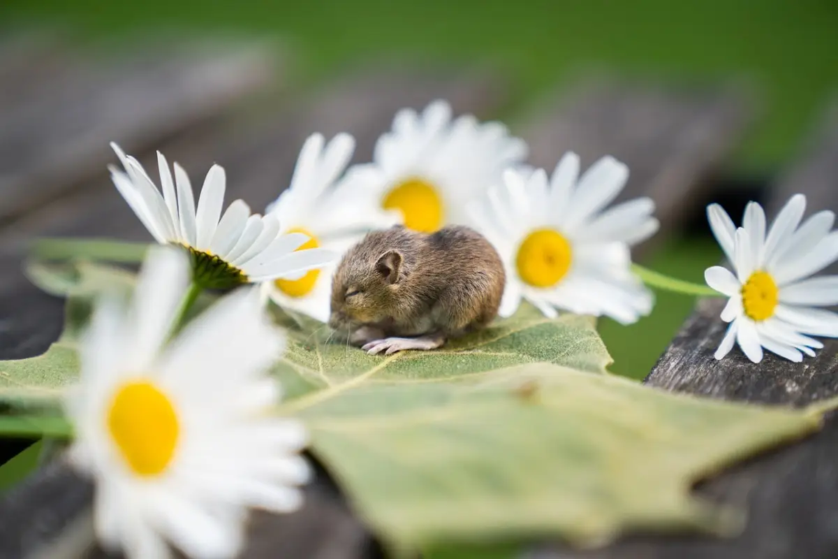 Come allontanare i topi dal giardino con metodi naturali: il trucco usato nei parchi Come allontanare i topi dal giardino con metodi naturali: il trucco usato nei parchi